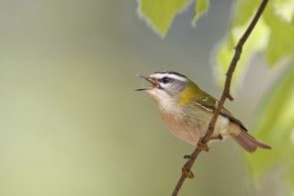 Common Firecrest (Regulus ignicapilla) singing, Baden-Wuerttemberg, Germany