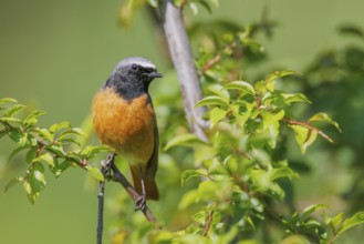 Common Redstart (Phoenicurus phoenicurus) male, Hesse, Germany