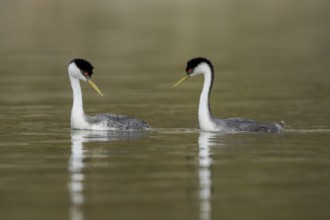 Western Grebe (Aechmophorus occidentalis) pair, California, USA