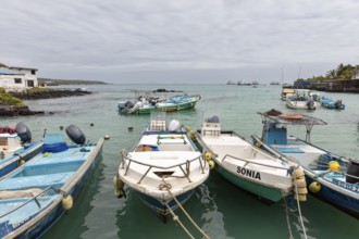 Harbour, Santa Cruz, Galapagos, Ecuador