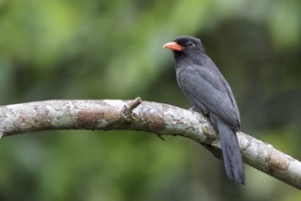 Black-fronted Nunbird (Monasa nigrifrons) perched on a branch in Manu National Park, Peru