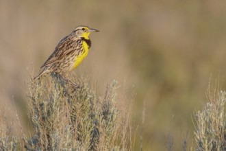 Western Meadowlark (Sturnella neglecta) perched on a branch in central Washington State, USA