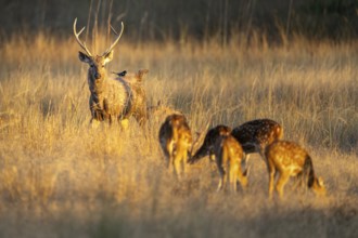 Axis deer (Axis axis), herd, in grassland, Bandhavgarh National Park, Bahannara, Manpur, Madhya