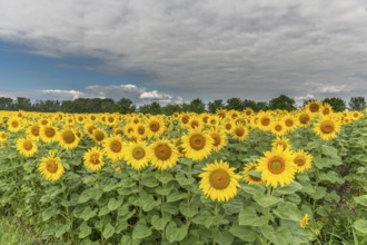 A bright field of sunflowers stretches to the horizon, their yellow petals glowing in the soft