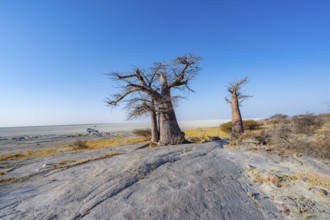 African baobab or baobab tree (Adansonia digitata), several trees overlooking the salt pan, Kubu