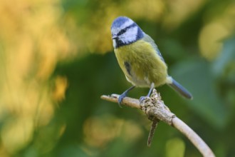 Blue tit (Cyanistes caeruleus) balancing on a branch, surrounded by natural greenery, with yellow