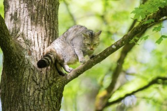 European wildcat (Felis silvestris) on a tree, Bavaria, Germany