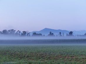 Fog over a cornfield, behind the Rigi, Schoren, Mühlau, Freiamt, Canton Aargau, Switzerland