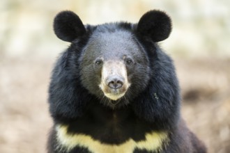 American black bear (Ursus americanus), portrait, captive, Zoo Augsburg, Bavaria, Germany