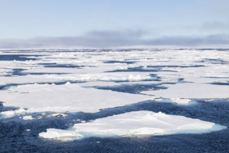 Teibeis, sea ice, ice edge, 82nd parallel, Spitsbergen, Svalbard