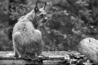 Eurasian lynx (Lynx lynx), wildlife park, Bavaria, Germany