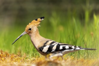 A Eurasian hoopoe stands in a meadow, surrounded by grasses, with striking feathers and a long