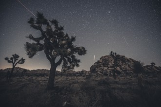 Starry sky in Joshua Tree National Park