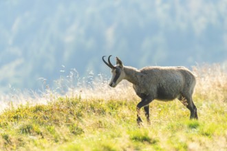 Chamois (Rupicapra rupicapra) on a meadow in the Vosges Mountains, wildlife, France