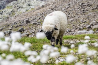 Two Valais Blacknose sheep (Ovis gmelini aries), in meadow with flowering white cotton grass, high