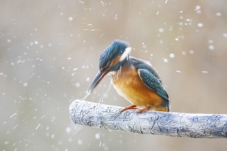 Kingfisher (Alcedo atthis) Germany
