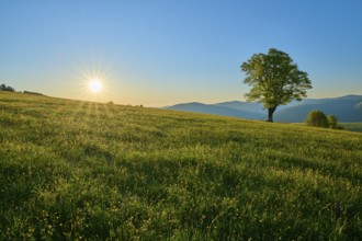 Single beech tree on a wide meadow at sunset, quiet landscape, spring, Schauinsland, Freiburg im
