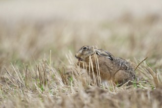 At the morning toilet... European hare (Lepus europaeus), hare cleaning itself on a stubble field