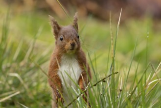 Red squirrel (Sciurus vulgaris) adult animal in a woodland, England, United Kingdom