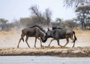 Blue wildebeest (Connochaetes taurinus), two males fighting at a waterhole, Nxai Pan National Park,