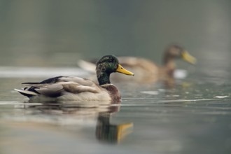 In moult... Mallard (Anas platyrhynchos), pair, drake in moult, largest and most common duck,