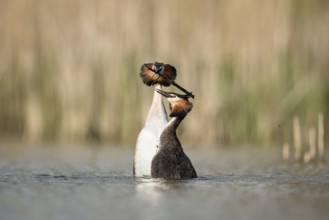 Penguin dance... Great Crested Grebe (Podiceps Scalloped ribbonfish) in courtship, characteristic