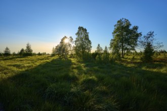 Sunset in a landscape with trees and shade over a green area, High Fens, Eifel, Liège, Belgium