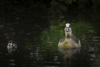 A Nile Goose (Alopochen aegyptiaca) swims comfortably with a chick on a pond in the forest, animal