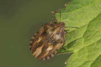 Tortoise bug (Eurygaster testudinaria) sitting on leaf edge in natural environment,