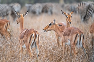Impalas (Aepyceros melampus), adult males in dry grass, Black Heeler Antelope, Kruger National