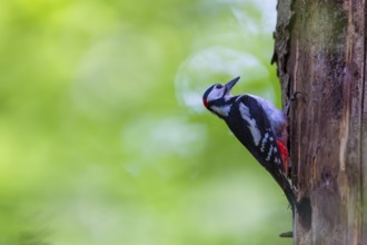 Pileated Woodpecker (Dendrocopos major) at the breeding cavity, Piciformes, Göggingen,