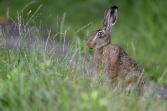 European hare (Lepus europaeus), Emsland, Lower Saxony, Germany