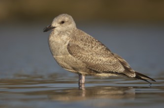 American Herring Gull (Larus smithsonianus), Ohio, USA