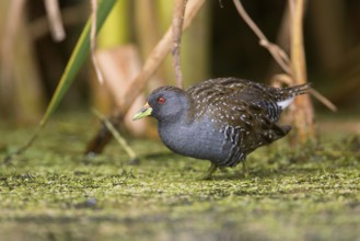 Australian Crake (Porzana fluminea) foraging, Victoria, Australia