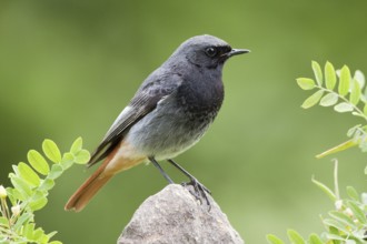 Black Redstart (Phoenicurus ochruros) male, St. Gallen, Switzerland