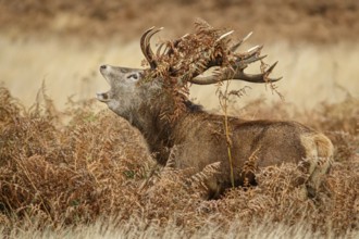 Red Deer (Cervus elaphus), stag bellowing during the rut, England, UK