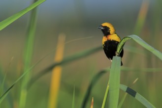 Yellow-crowned Bishop (Euplectes afer) male perched on reed, Andalusia, Spain