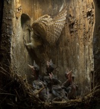 Eurasian Wryneck (Jynx torquilla) feeding chicks in nesting box, Saxony, Germany