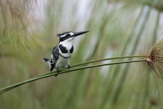 Pied Kingfisher (Ceryle rudis) male perched on a plant stalk, Uganda