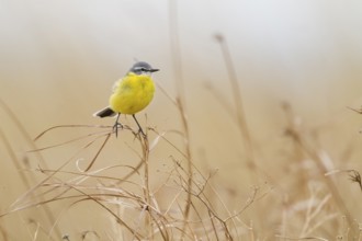 Sykes Wagtail - Schafstelze - Motacilla flava ssp. beema, Kazakhstan, adult male