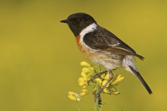 European Stonechat (Saxicola rubicola) male, Rhineland-Palatinate, Germany