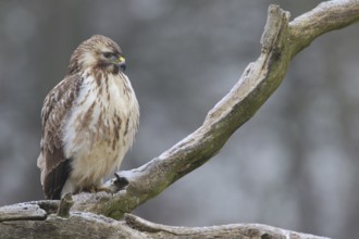 Common Buzzard (Buteo buteo), Lower Saxony, Germany