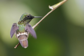 Festive Coquette (Lophornis chalybeus) perched on a branch in the Atlantic rainforest of southeast