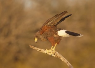 Harris's Hawk (Parabuteo unicinctus), Texas, USA