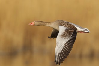 Greylag Goose (Anser anser) flying, Lake Neusiedl, Austria