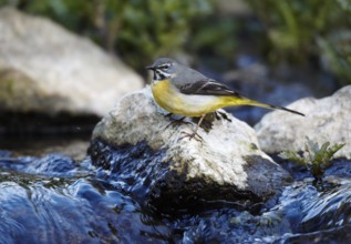 Grey Wagtail (Motacilla cinerea) male, Mecklenburg-Western Pomerania, Germany