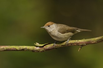 Eurasian Blackcap (Sylvia atricapilla) female, Utrecht, Netherlands