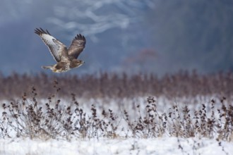 Common Buzzard (Buteo buteo) flying, Saxony-Anhalt, Germany