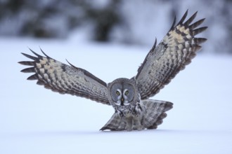 Great Grey Owl (Strix nebulosa) flying, Finland