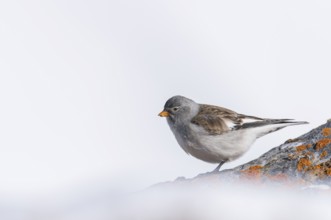 Snowfinch (Montifringilla nivalis), Valais, Switzerland